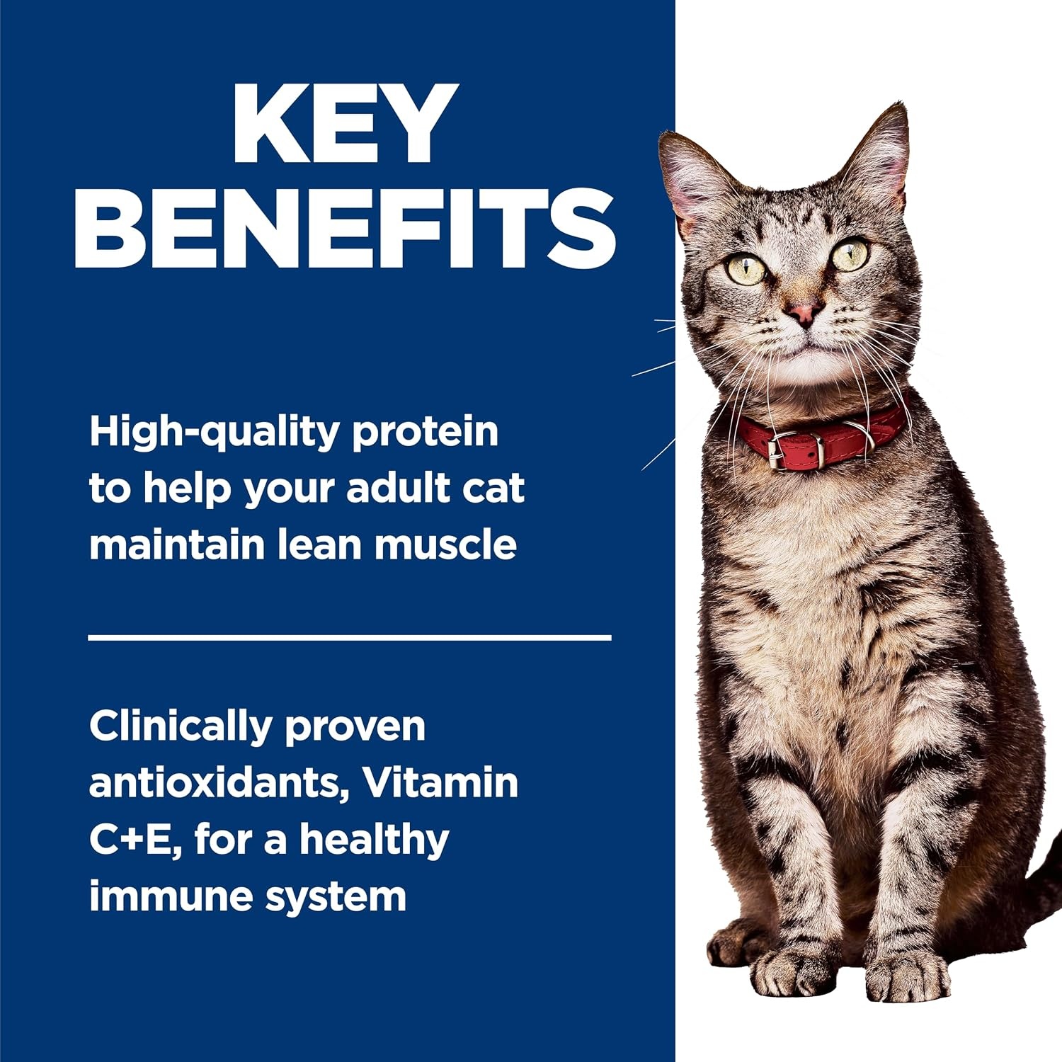 image:imageHills Science Diet Adult 16 Wet Cat Food Turkey 55 oz Cans 24PackSalmon Minced