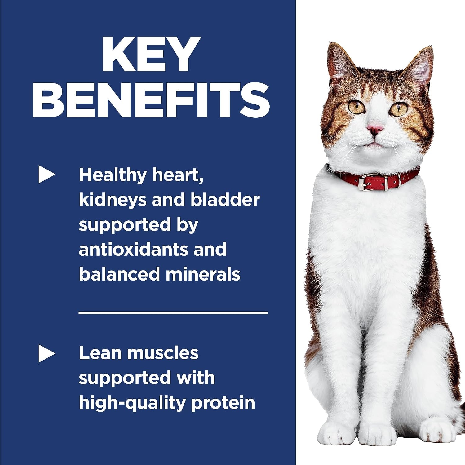 image:imageHills Science Diet Adult 7 Dry Cat Food Chicken 7 lb BagChicken