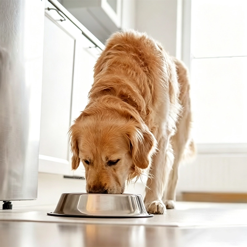 Hill’s Official Store | Science Diet, Prescription Diet, Dog & Cat Food